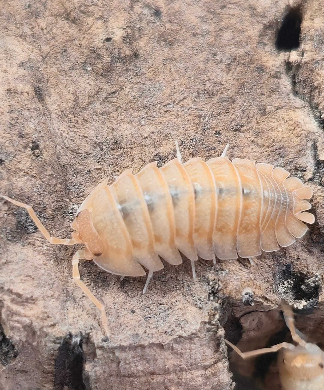 Pallasii Orange Isopods (Armadillidium)