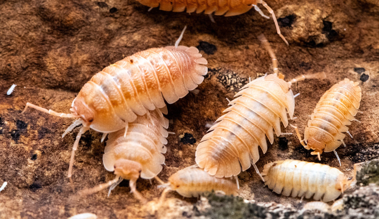 Pallasii Orange Isopods (Armadillidium)