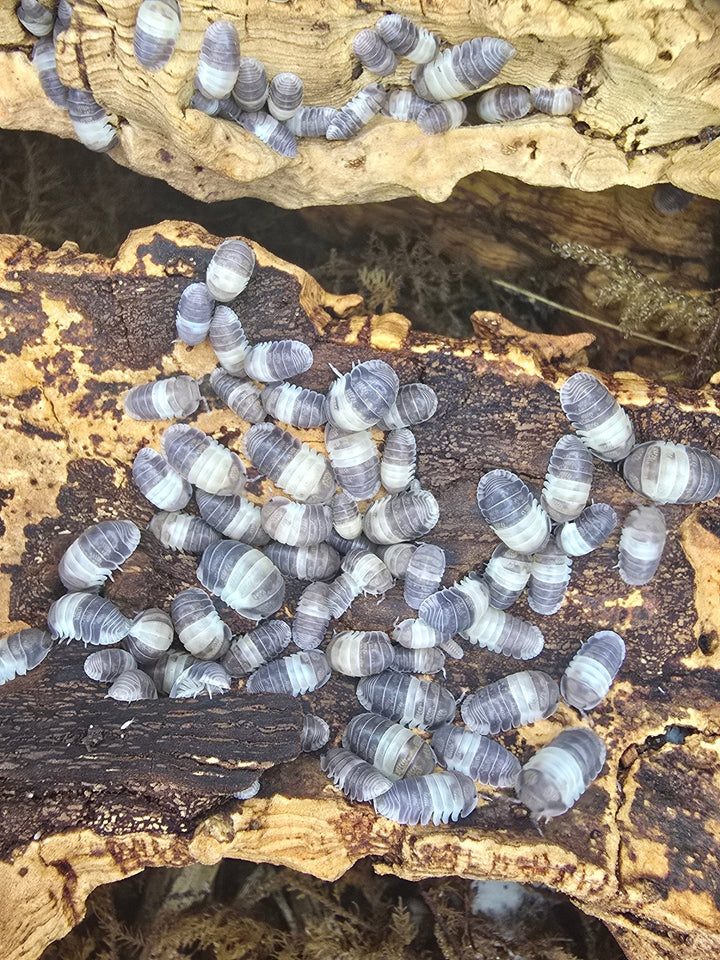 A cluster of Panda King isopods, grey with broad cream bands, gathered over a piece of pale bark.