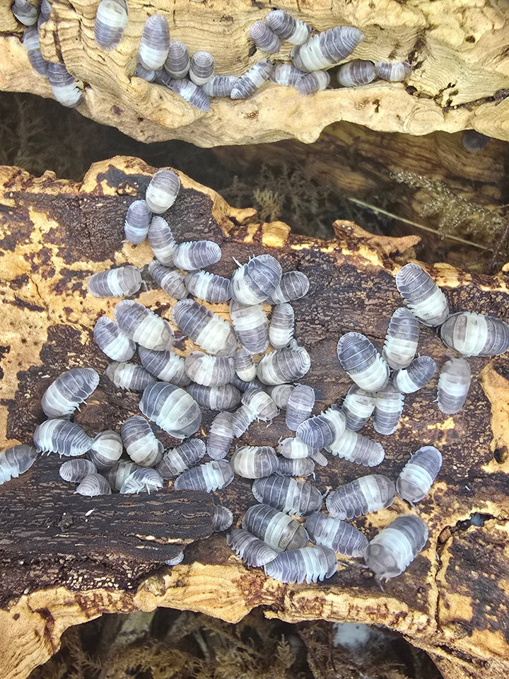 A cluster of Panda King isopods, grey with broad cream bands, gathered over a piece of pale bark.