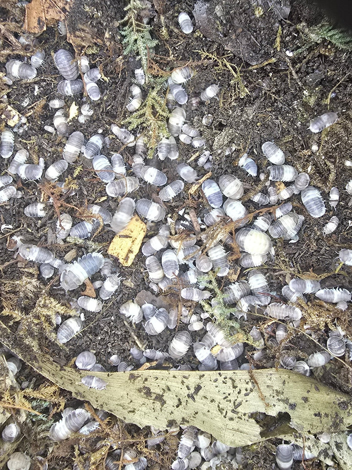 Over a hundred Panda King isopods with silver-white and grey banding across dark soil with moss and leaf litter.