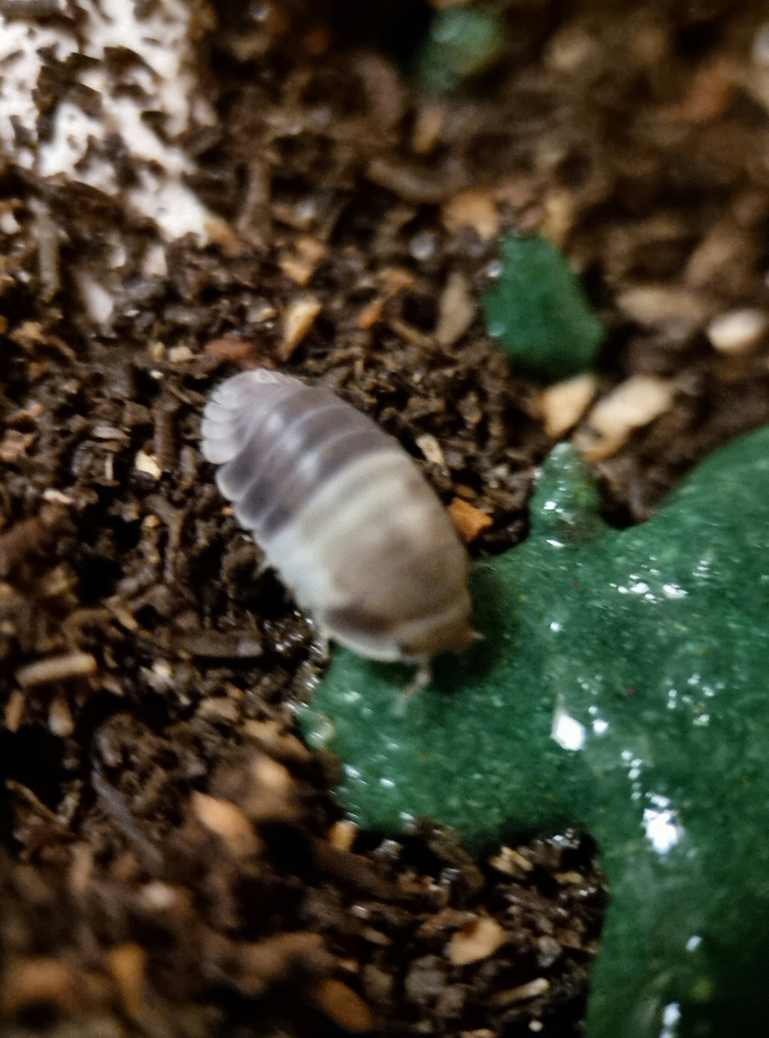 Panda king isopod eating repashy