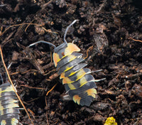 Ardentiella pastel isopod