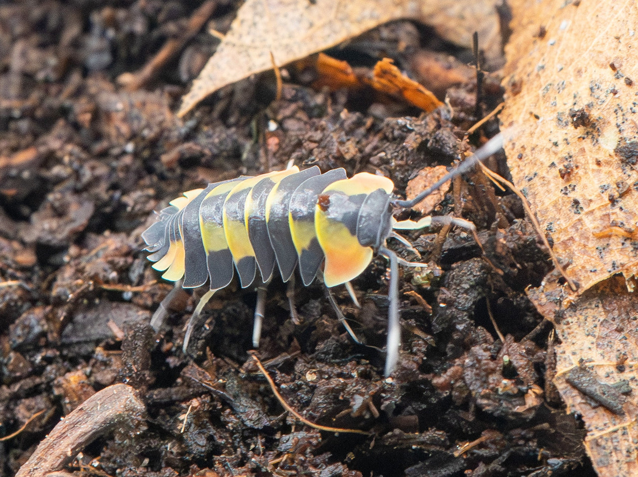 a. pastel isopod