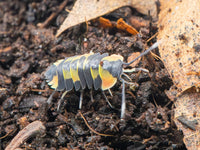 a. pastel isopod