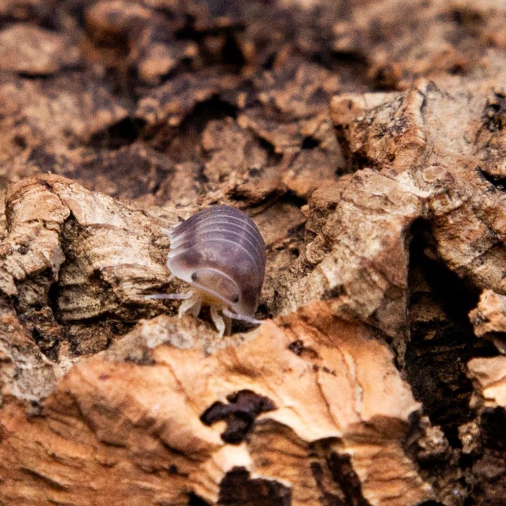 A Penguin isopod, lilac-grey with cream legs, on a ridge of cork bark.