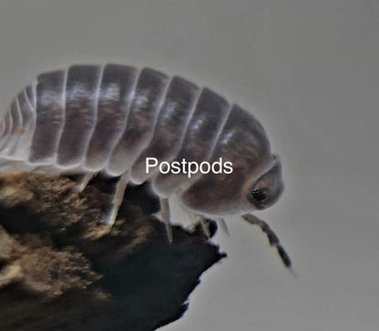 penguin isopod