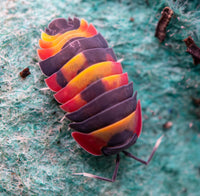 phoenix isopod