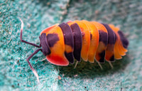 medium sized pill bug with orange, red and black platted colouring