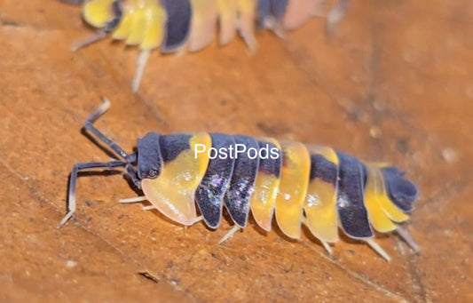 phoenix isopods