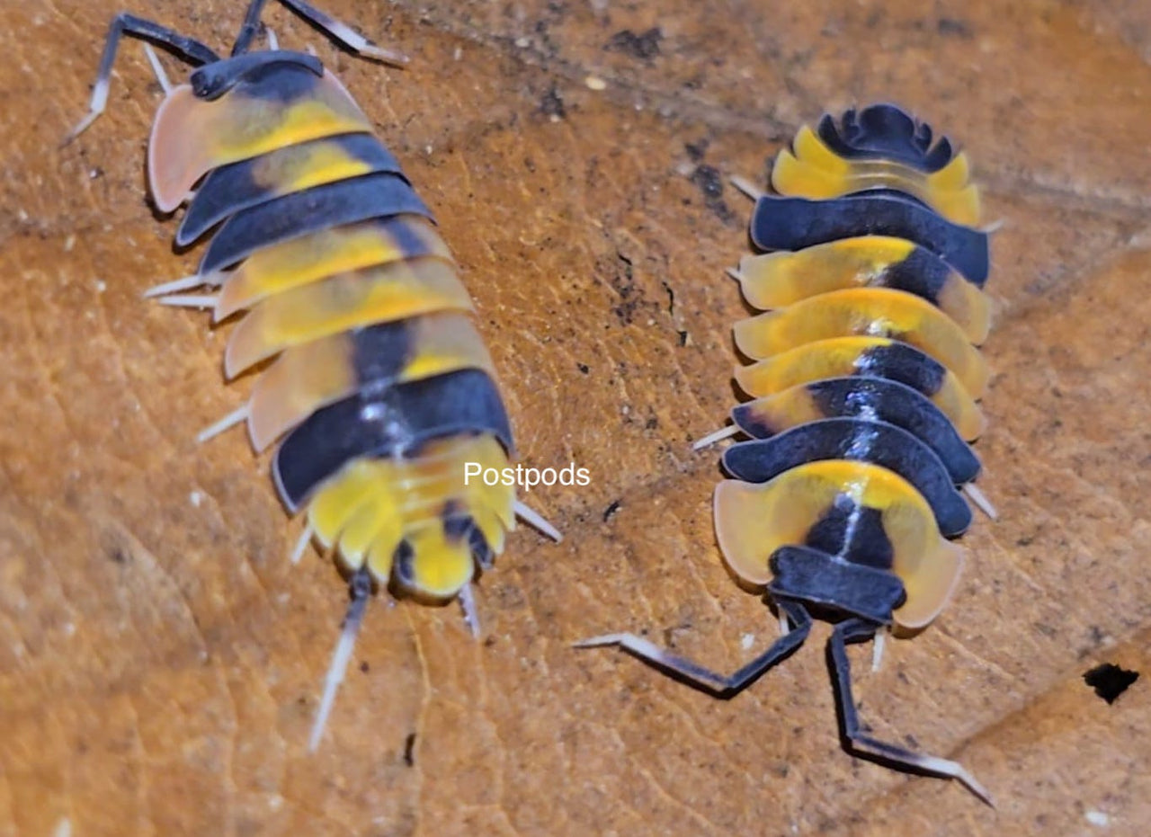 phoenix isopods for sale