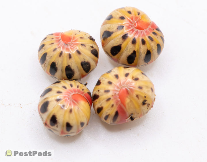 Four Pikachu pill millipedes (Rhopalomeris sp.) rolled into balls on a white surface, yellow and cream with black spots and orange-red patches
