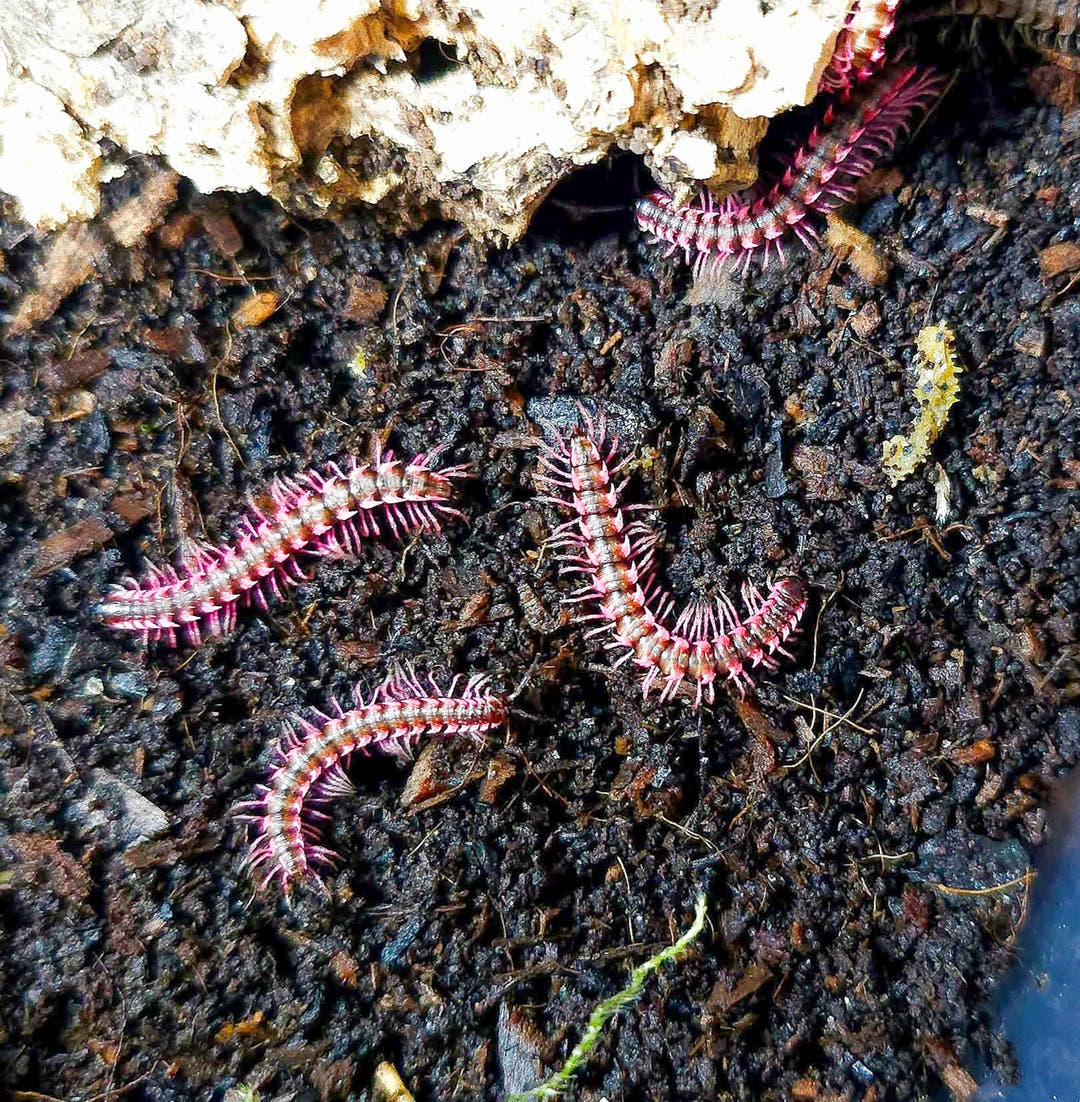 Pink and purple millipedes on a dark, textured surface