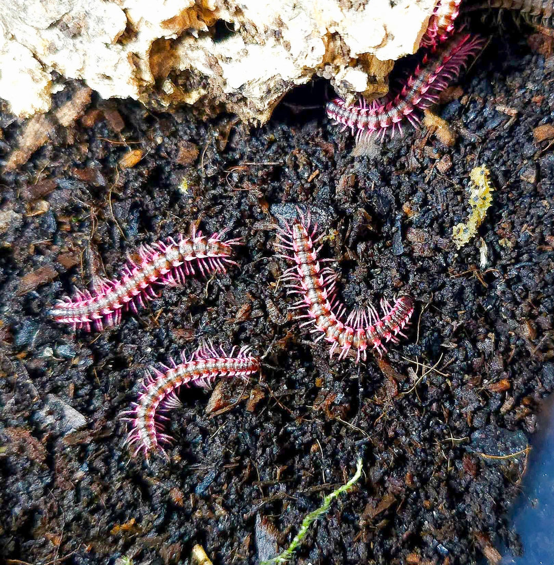Pink and purple millipedes on a dark, textured surface
