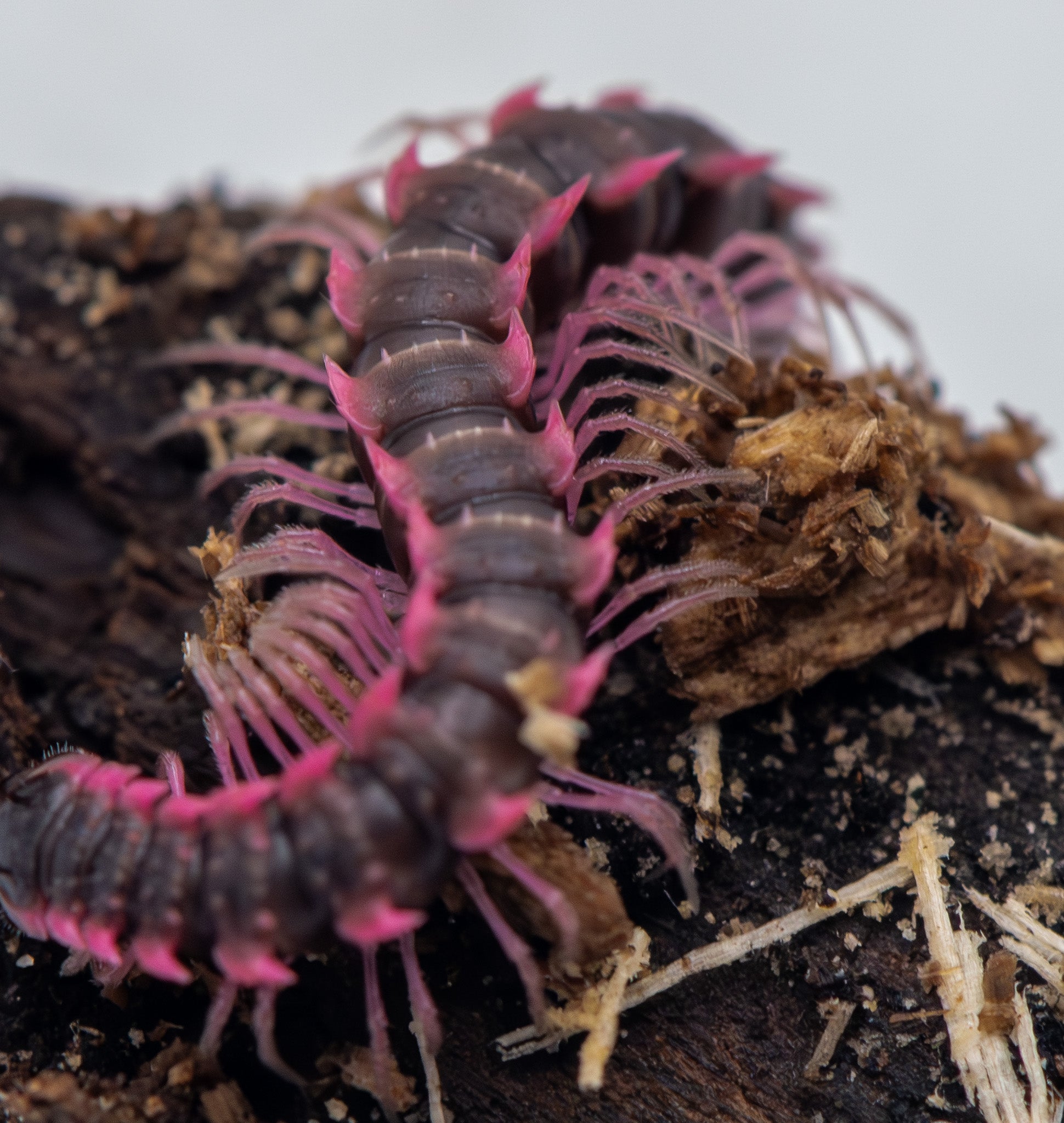 Pink Dragon Millipede (Desmoxytes planata) for Sale UK | Isopods