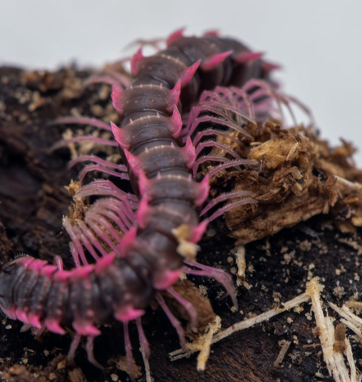 Pink Dragon Millipede (Desmoxytes Planata)