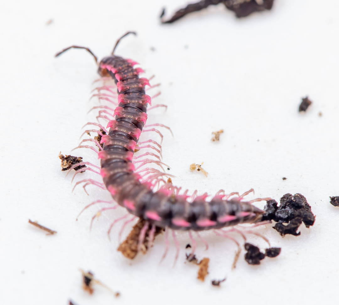 Pink Dragon Millipede (Desmoxytes Planata)