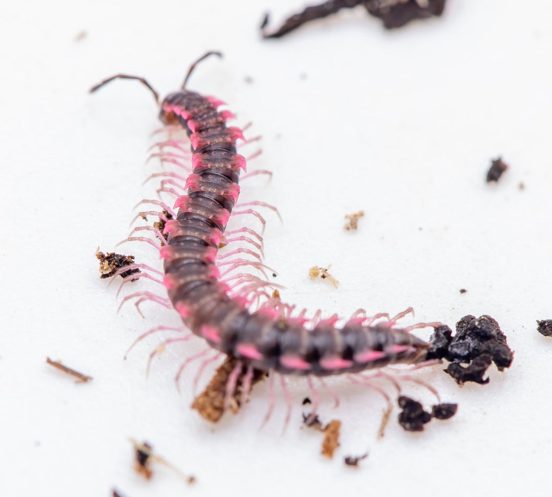 Pink Dragon Millipede (Desmoxytes Planata)