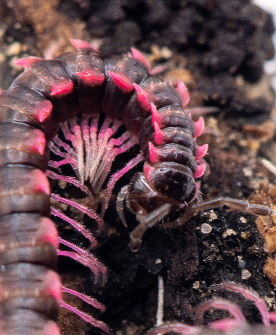 Pink Dragon Millipede (Desmoxytes Planata)