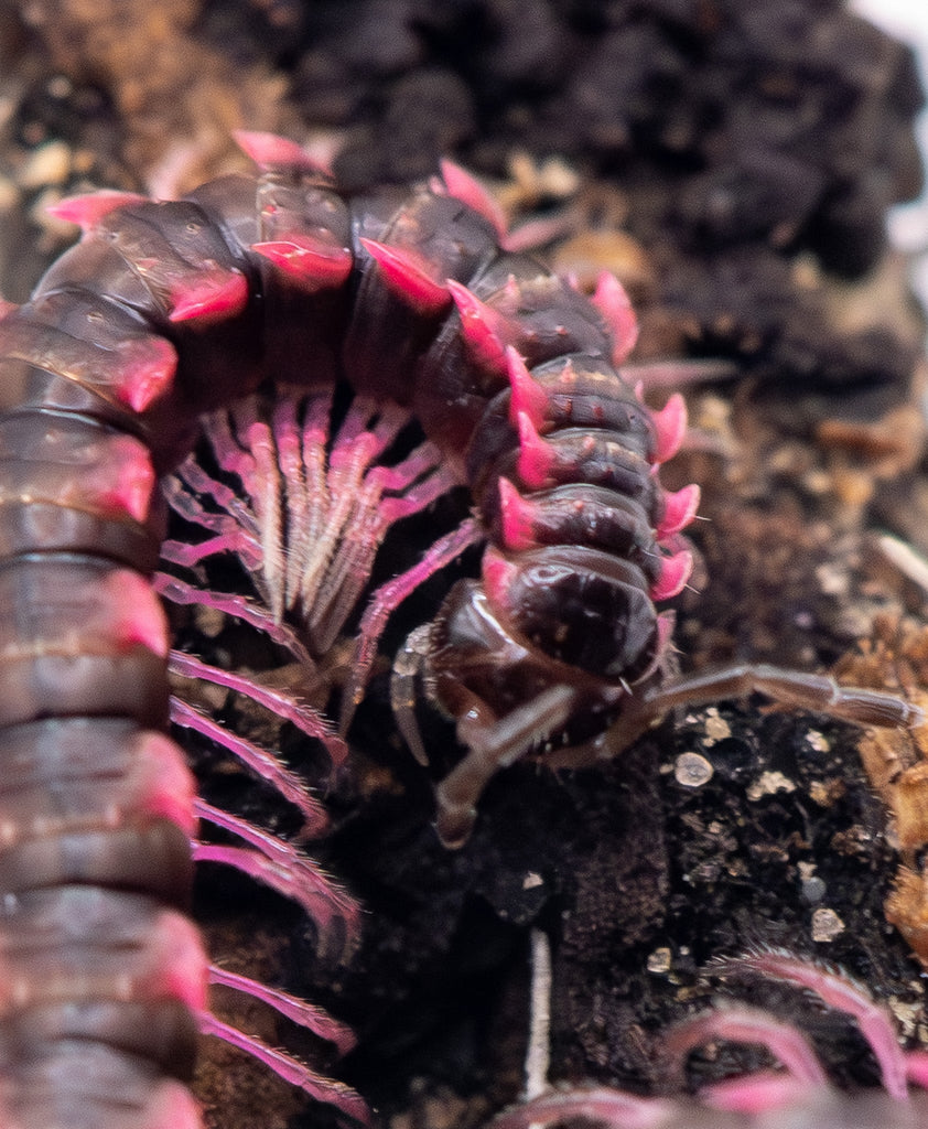 Pink Dragon Millipede (Desmoxytes planata) for Sale UK | Isopods