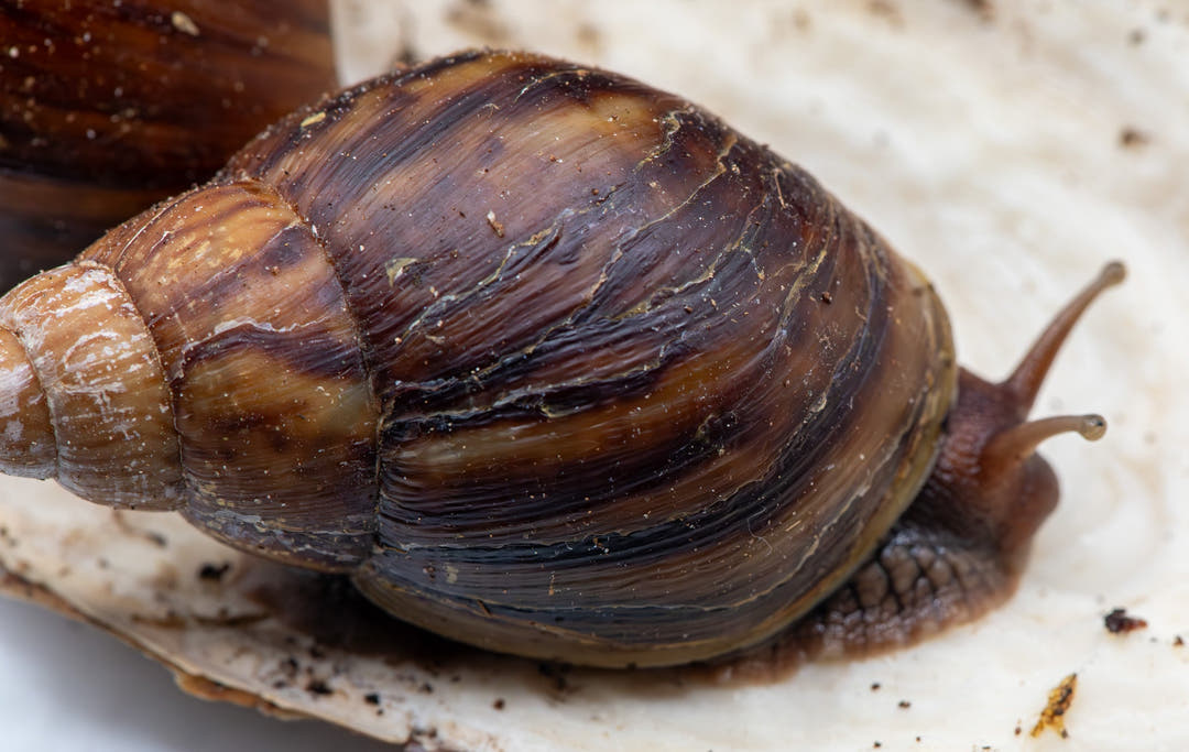 large snail with cracked shell looking like spider web on the shell