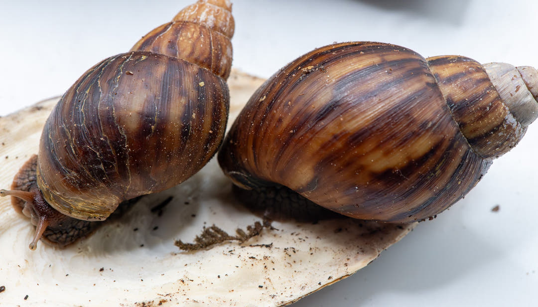 Pink Lipped Giant African Land Snails