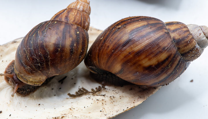 Pink Lipped Giant African Land Snails