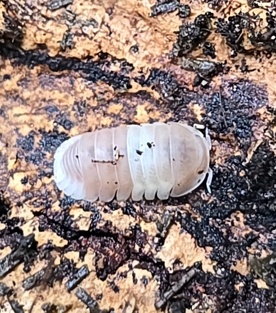 Pink Panda King Isopods (Cubaris sp)