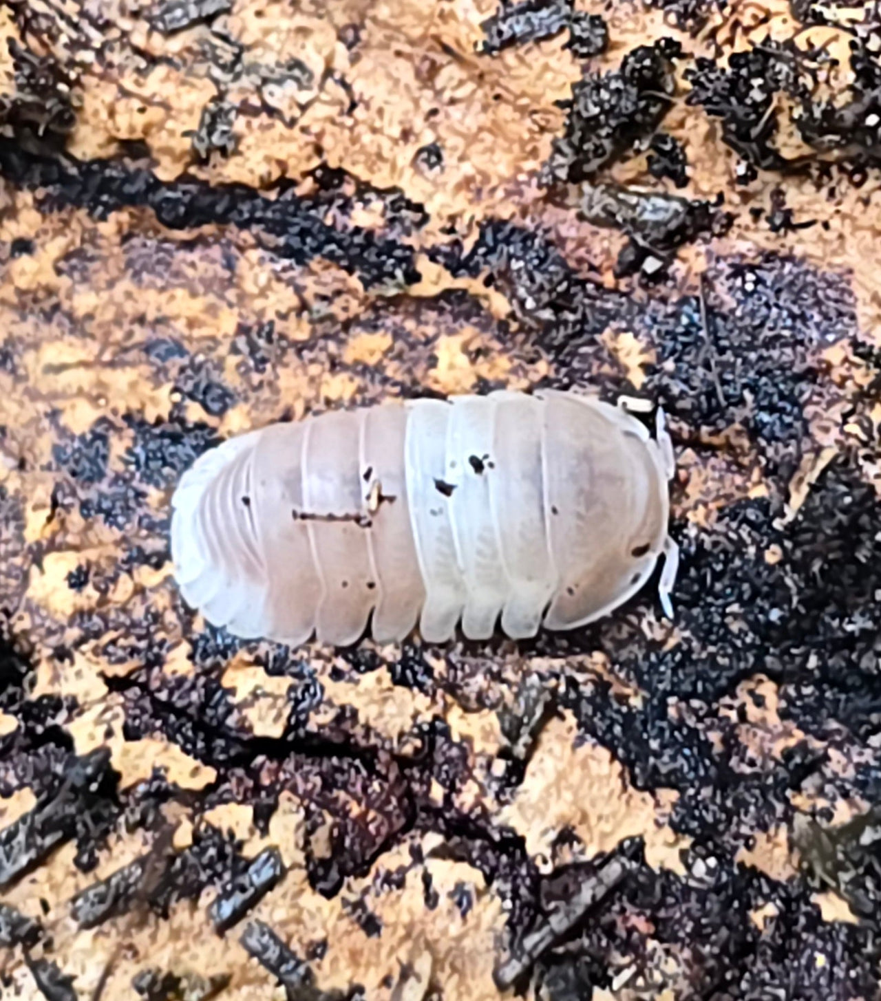 Pink Panda King Isopods (Cubaris sp) - Isopods For Sale UK I PostPods