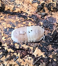 Pink Panda King Isopods (Cubaris sp) - Isopods For Sale UK I PostPods