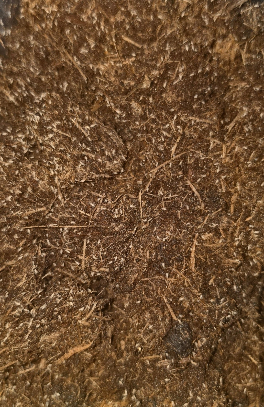 Pink Springtails For Sale (Coecobrya cf tenebricosa)