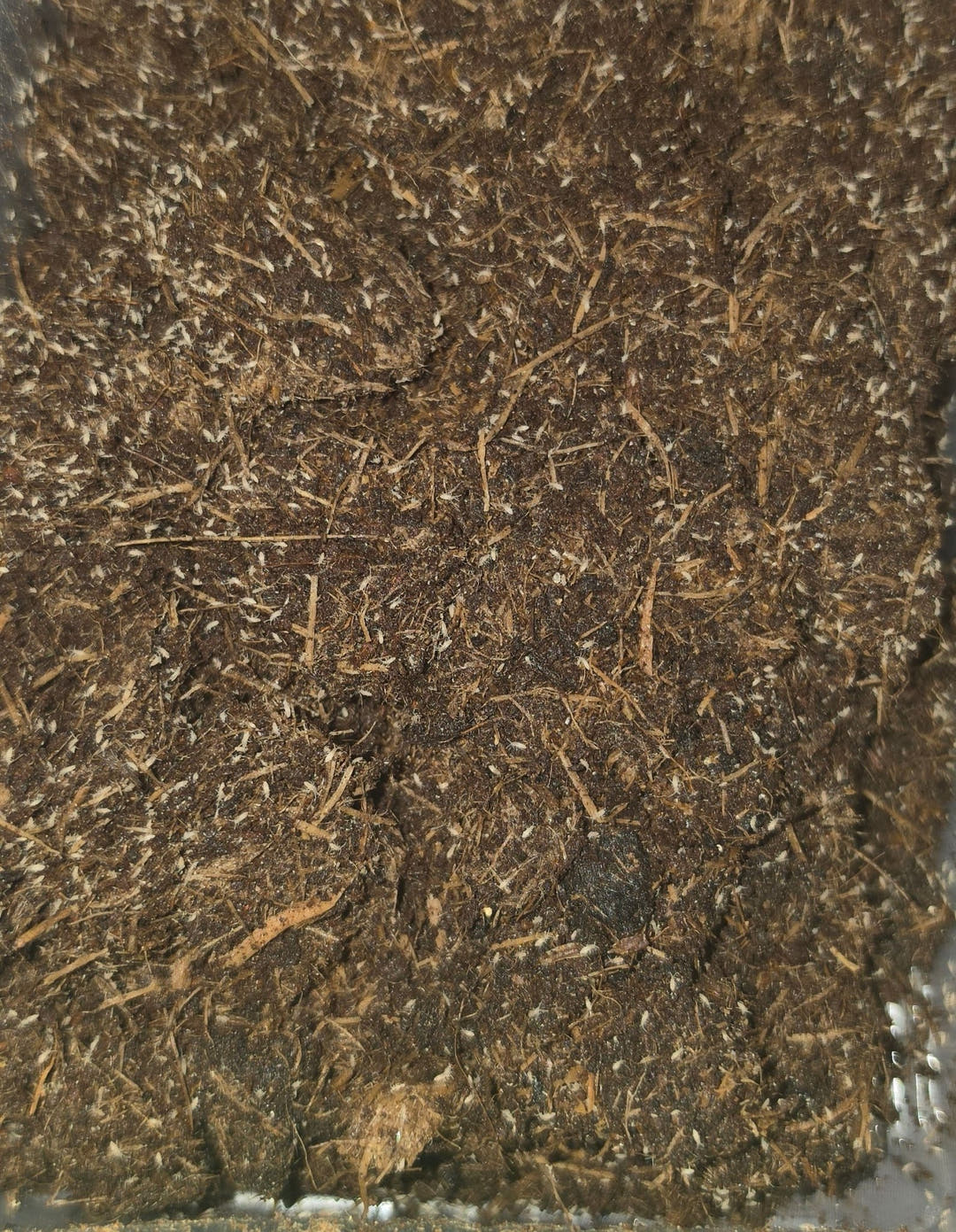 Pink Springtails For Sale (Coecobrya cf tenebricosa)