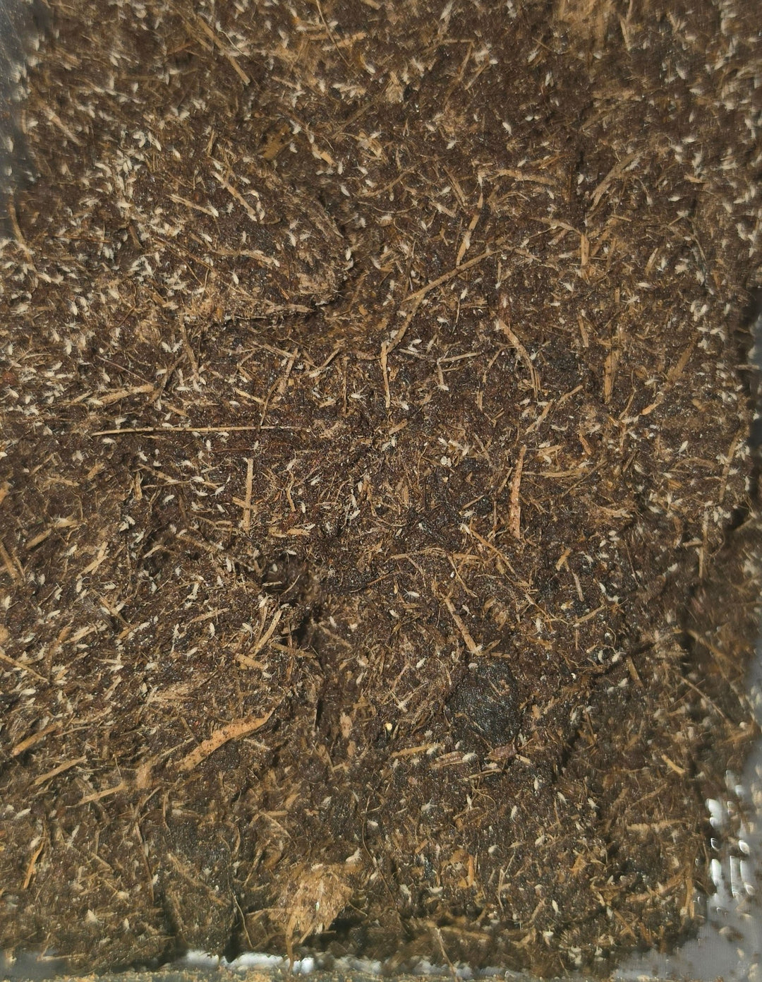 Pink Springtails For Sale (Coecobrya cf tenebricosa)
