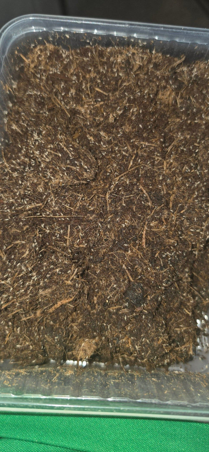Pink Springtails For Sale (Coecobrya cf tenebricosa)