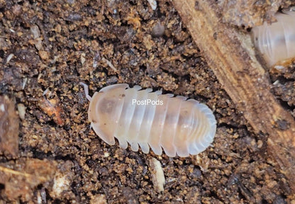 pink panda king isopod