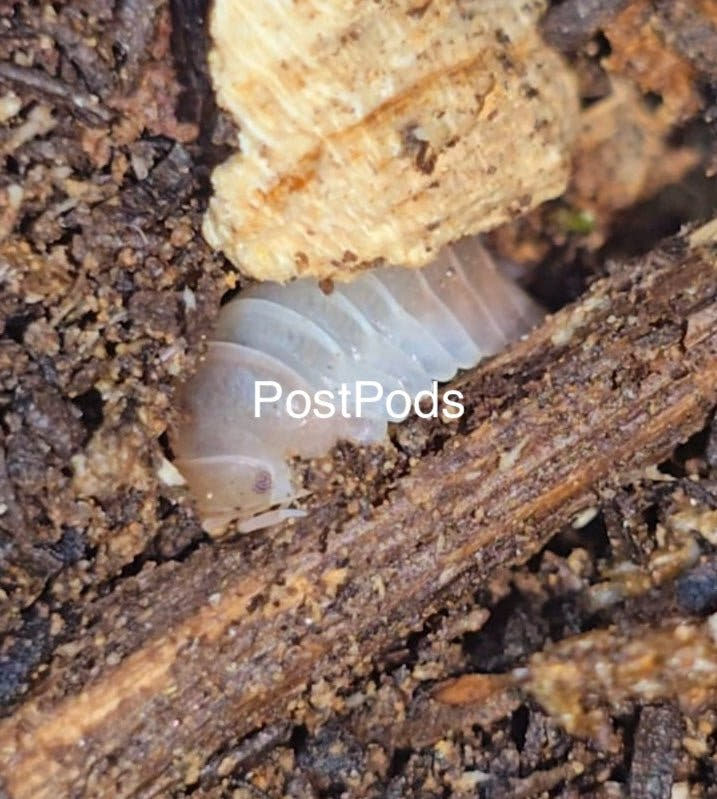 A pale pink and white Pink Panda King isopod tucked between a pale wood chip and a dark twig on damp substrate.