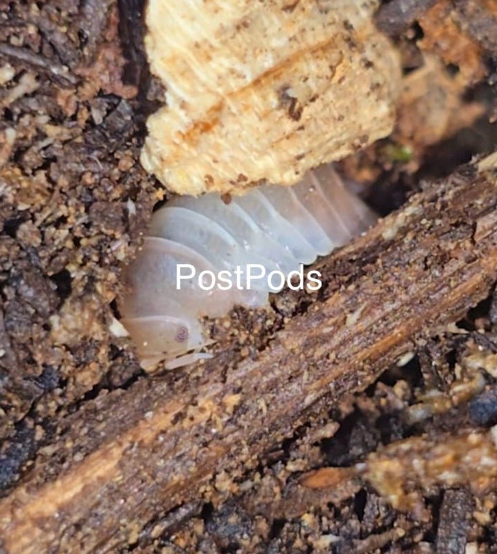 isopod for sale