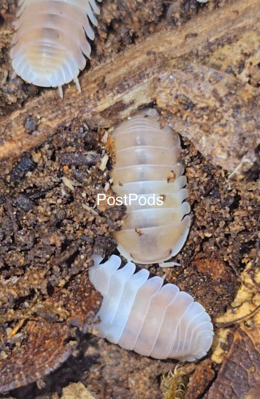 Creamy white Pink Panda King isopods on brown substrate with pale wood, two in full view and one cut off at the top.