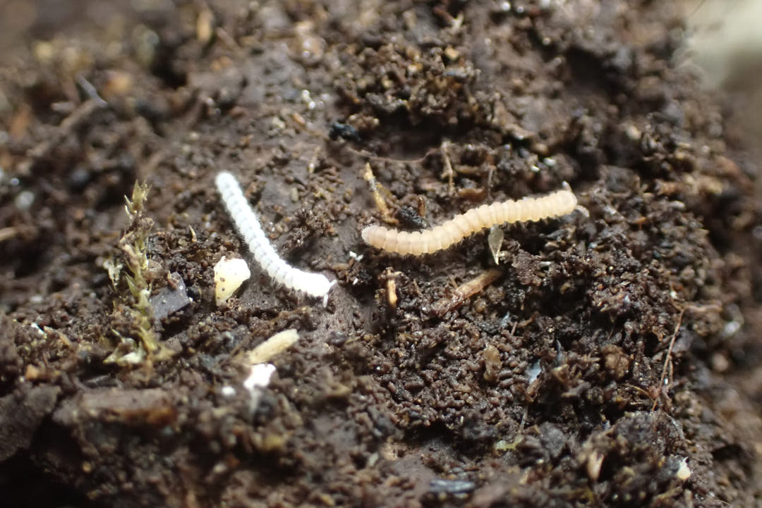 Polydesmus sp Tiny Millipede