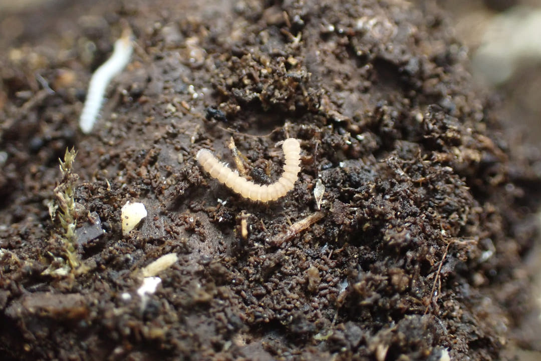Polydesmus sp Tiny Millipede