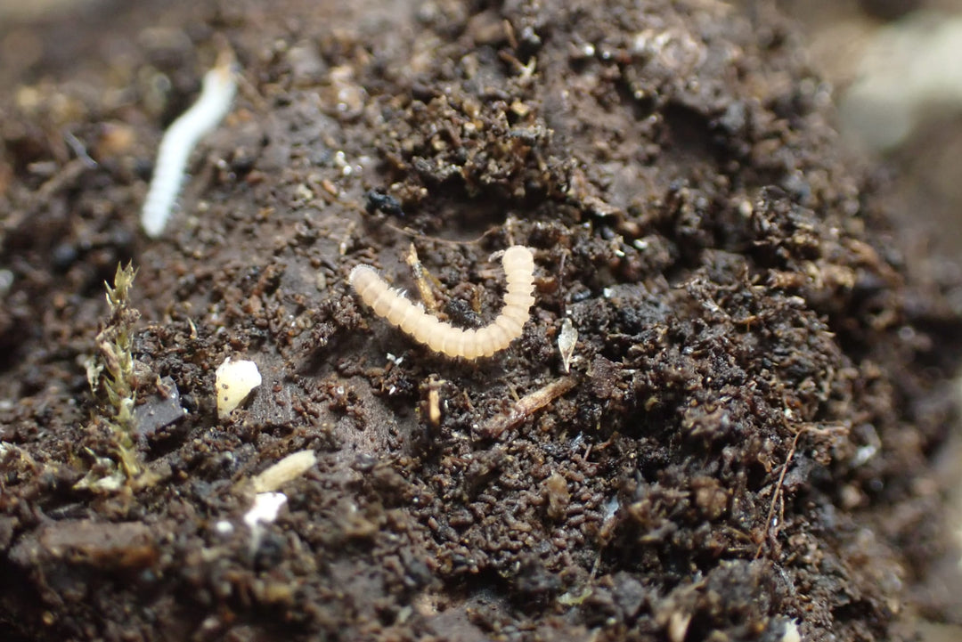 Polydesmus sp Tiny Millipede