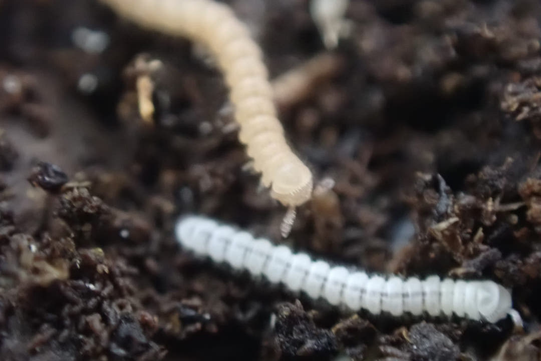 Polydesmus sp Tiny Millipede