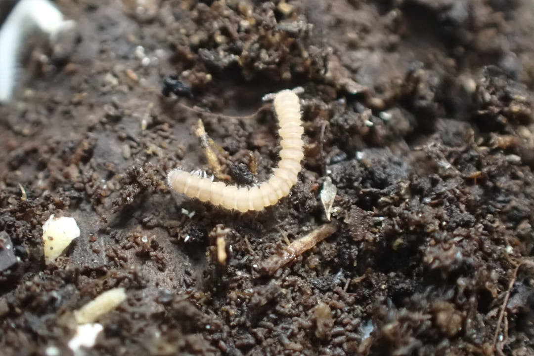 Flat-backed millipede, roughly 20 to 25mm and small by millipede standards