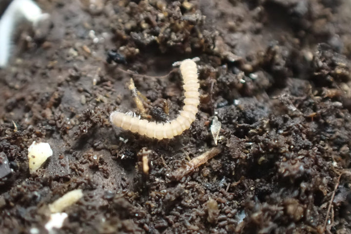 Polydesmus sp Tiny Millipede