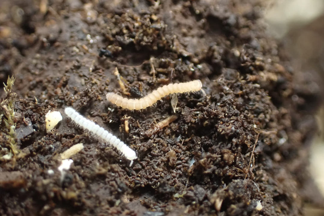 Polydesmus sp Tiny Millipede