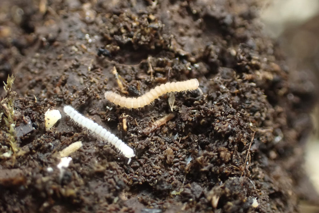 Polydesmus sp Tiny Millipede