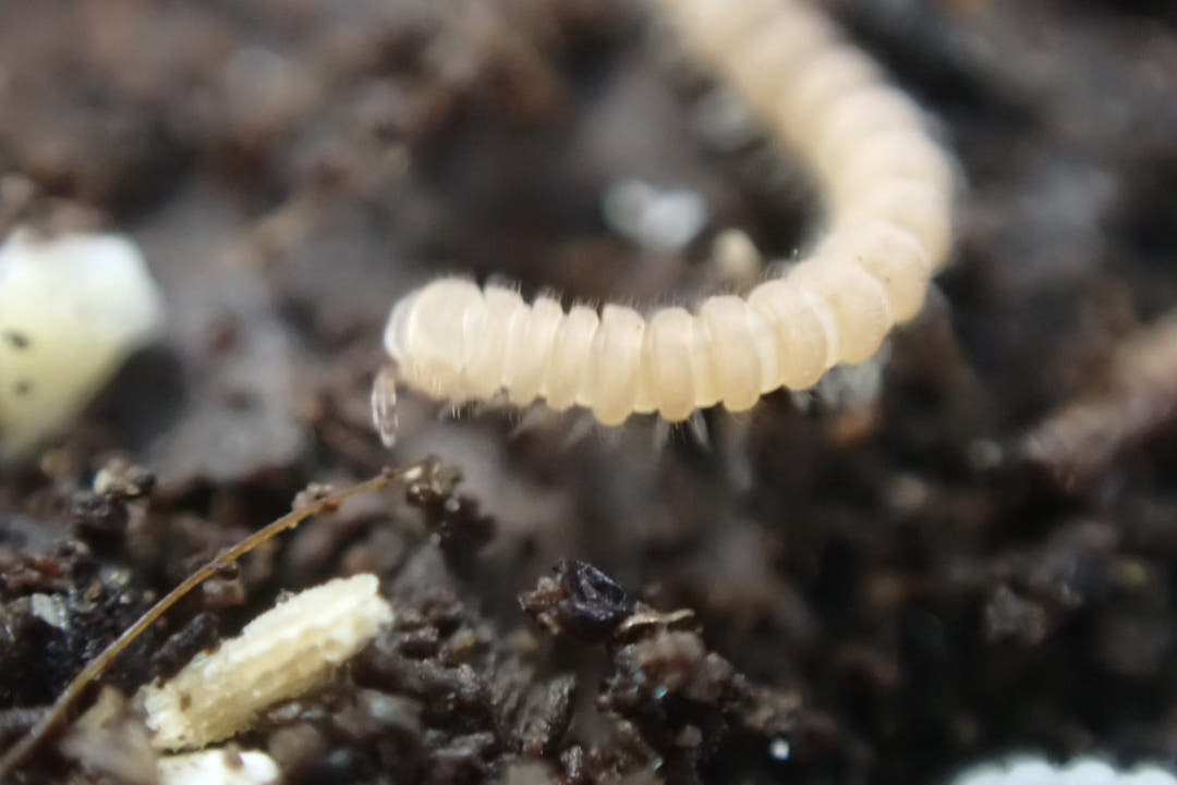 Polydesmus sp Tiny Millipede