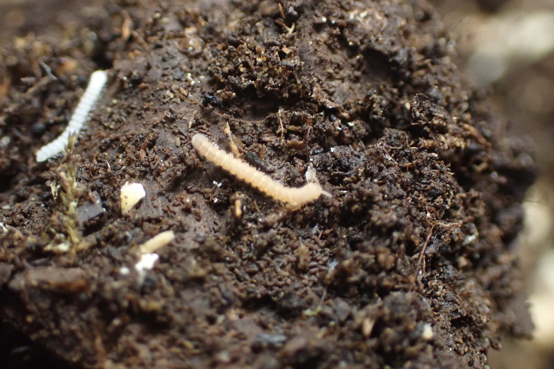 Tiny flat-backed millipede, Polydesmus sp., orangey-brown with a flat back