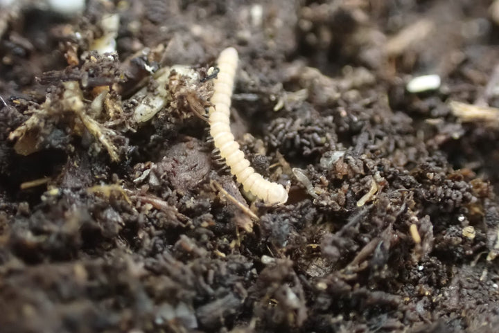 Polydesmus sp Tiny Millipede