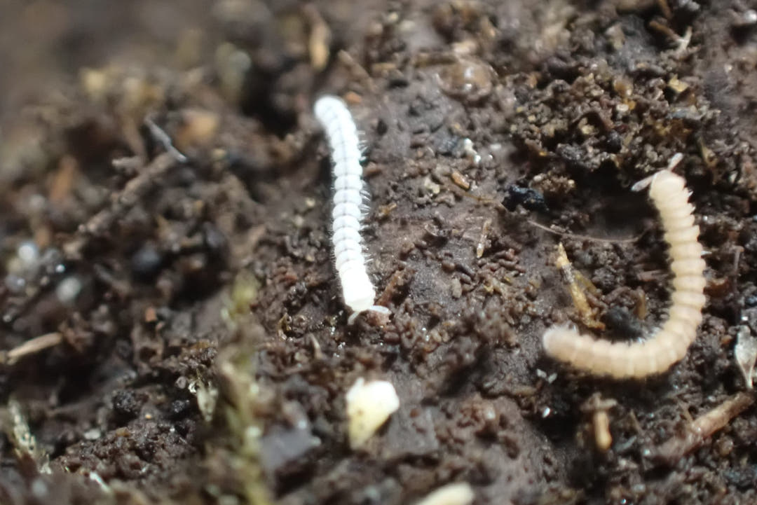 Polydesmus sp Tiny Millipede